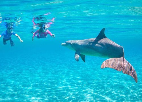 Snorkeling Do Domu Delfinów