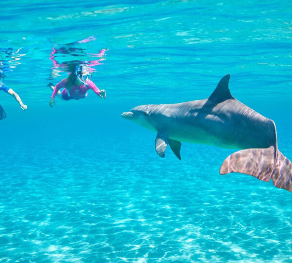 Snorkeling Do Domu Delfinów